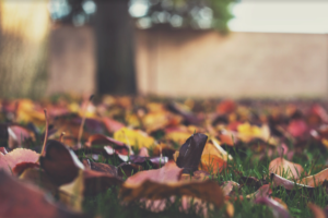 feuilles-mortes-automne